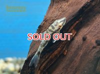 バンパイアオトシン "ホワイト"