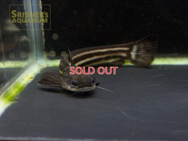 画像6: ストライプウッドキャット