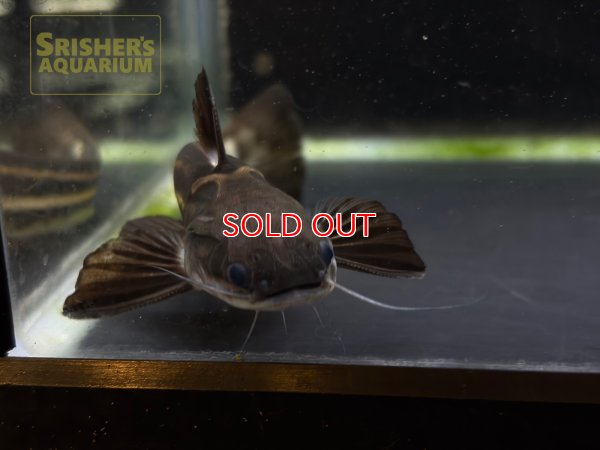 画像4: ストライプウッドキャット