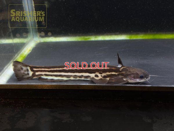 画像2: ストライプウッドキャット