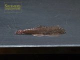 レッドデビルボルネオプレコ