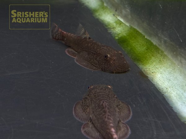 画像5: レッドデビルボルネオプレコ