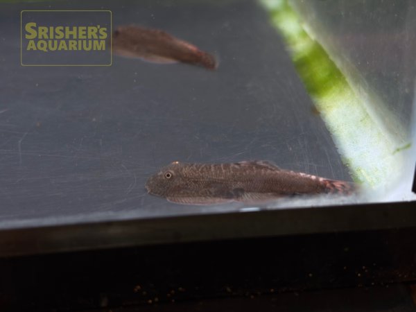 画像6: レッドデビルボルネオプレコ