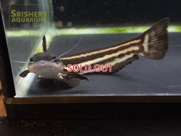 画像5: ストライプウッドキャット