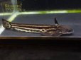 画像1: ストライプウッドキャット (1)