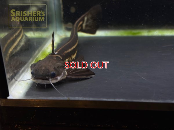 画像3: ストライプウッドキャット