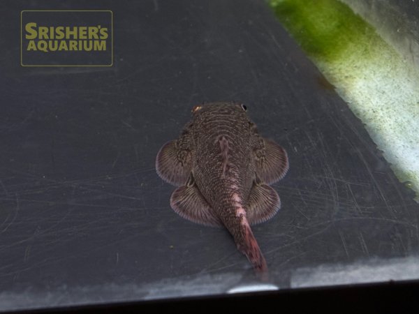 画像4: レッドデビルボルネオプレコ