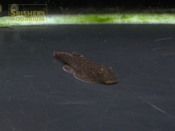 画像3: レッドデビルボルネオプレコ