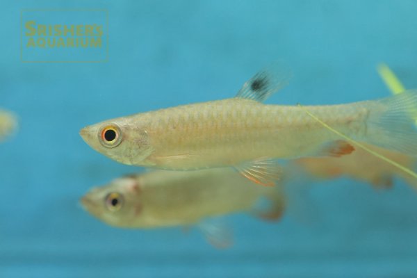 画像2: コペイナ　オスグッディ WILD
