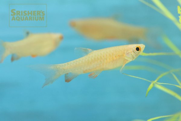 画像3: コペイナ　オスグッディ WILD