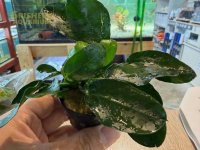 水草 アヌビアス ナナ ダークムーン (１ポット)