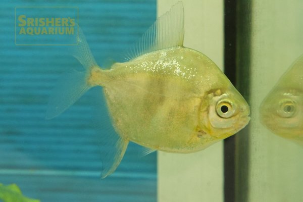 画像1: ブラックバンデッドメチニス（ペルー）