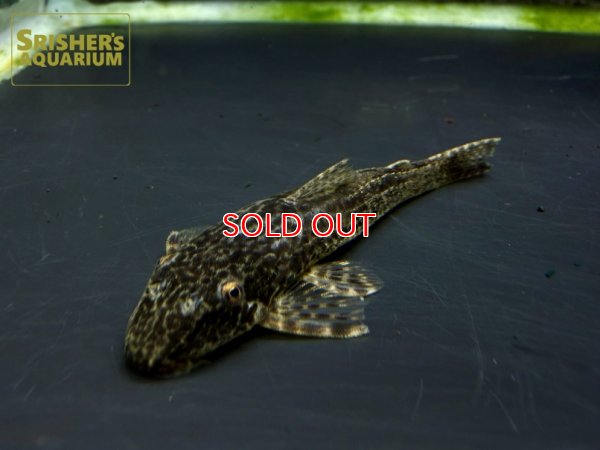 画像2: ヒソノータス に混じりの謎種　一匹のみ