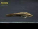 ヒソノータス SP.CF.ノタータス
