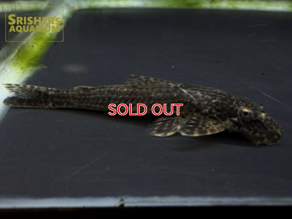 画像3: ヒソノータス に混じりの謎種　一匹のみ