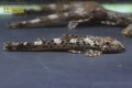 クロニクティス　ヘイランディ