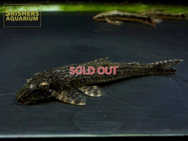 画像1: ヒソノータス に混じりの謎種　一匹のみ