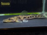 エイティーンスポットシャベルノーズキャット