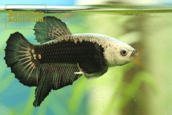 画像1: ベタ　ハーフムーンプラガット サムライブラック　オス