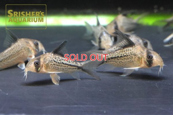 画像6: コリドラス　デッケリー