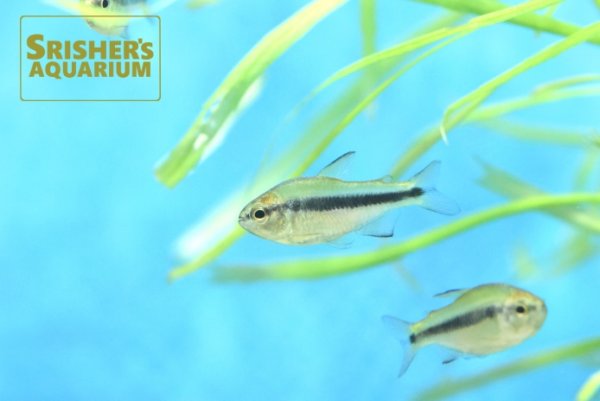 画像1: ラピステトラ （ブリード）