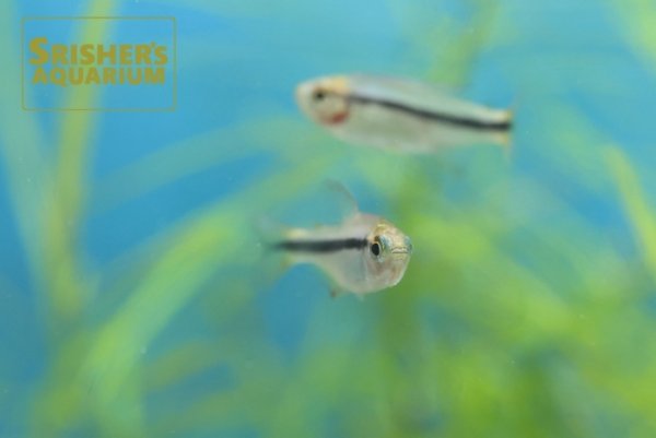 画像2: ブルーリボンテトラ（ブリード）