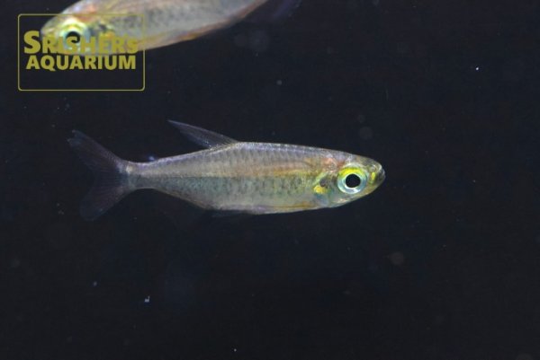 画像1: フェニックスコンゴテトラ MAKOUA