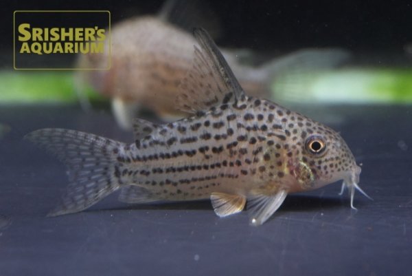 画像1: コリドラス　アラグアイアエンシス（アラグアイア）