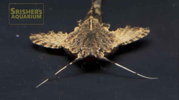 画像2: バンジョーキャット（プルス）