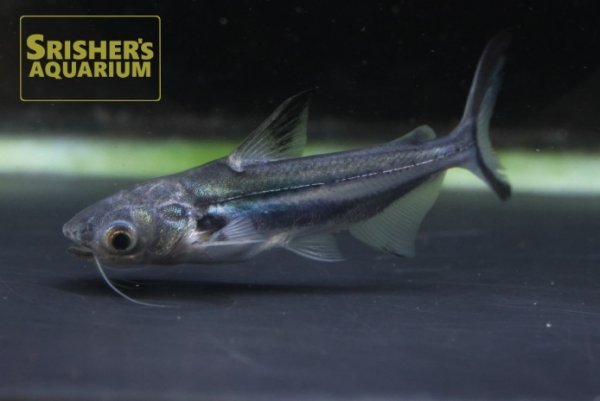 画像1: パーテーホ