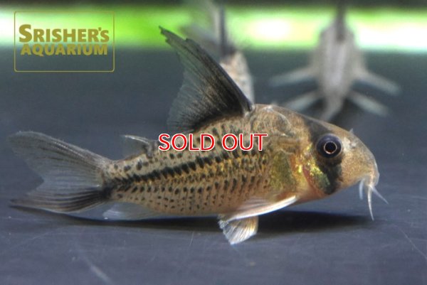 画像2: コリドラス　デッケリー