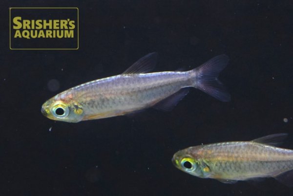 画像2: フェニックスコンゴテトラ MAKOUA