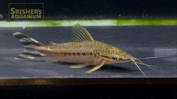 画像1: フラッグテールポートホールキャット