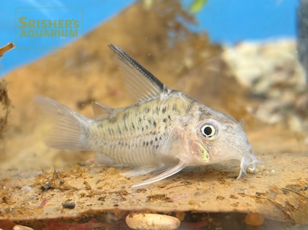 画像1: コリドラス　オガワエ（ブラジル）（ＭＬ）