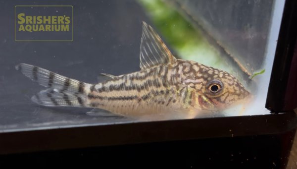 画像2: コリドラス　ピンヘイロイ