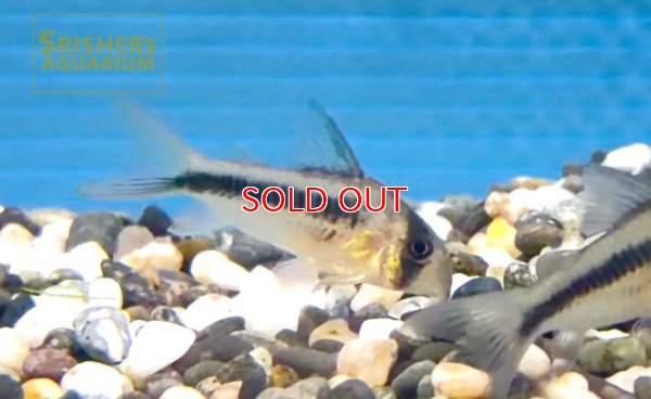 画像1: コリドラス　アクセルロディ