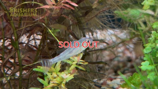 画像1: グリーンドワーフシクリッド　ワイルド (ペア)　