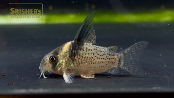 画像1: コリドラス　ブレビロストリスハイフィン