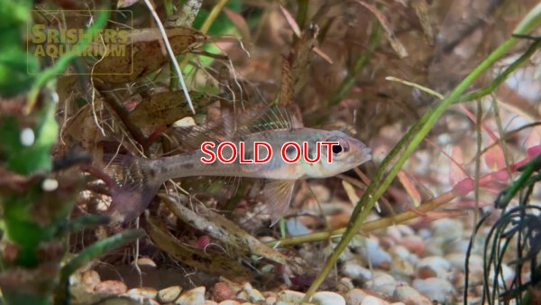 画像2: グリーンドワーフシクリッド　ワイルド (ペア)　