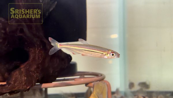 画像3: イグアノデクテス　アドゥジャイ