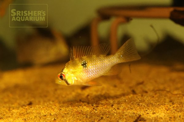 画像2: ミクロゲオファーガス　ラミレジ　WILD