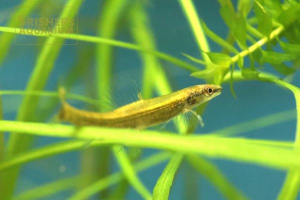 画像1: グリーンダータテトラ（ウルブー）