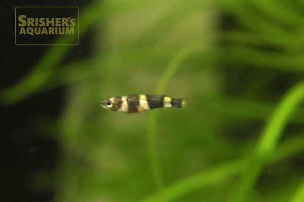 画像2: クラウンキリー（エピプラティス　アニュレータス）