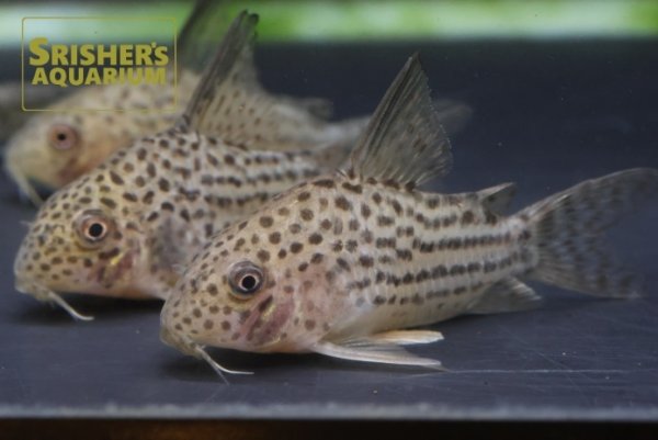 画像3: コリドラス　ラージスポットアラグアイアエンシス