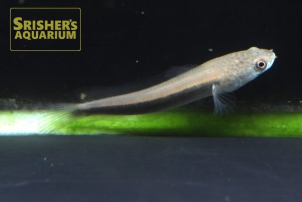 画像1: チャンナ　マルリオイデス　‘センタルンイエロー’