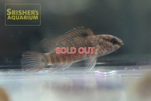 画像4: クリムゾンスポッテッドバジス（フレームドット）