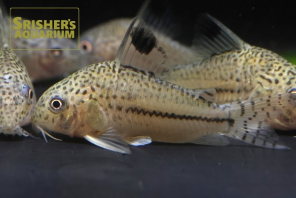 画像2: コリドラス　ジュリー　ロンドニア