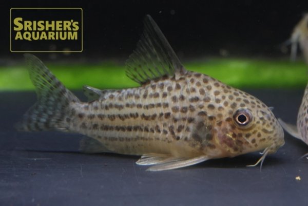 画像1: コリドラス　ラージスポットアラグアイアエンシス