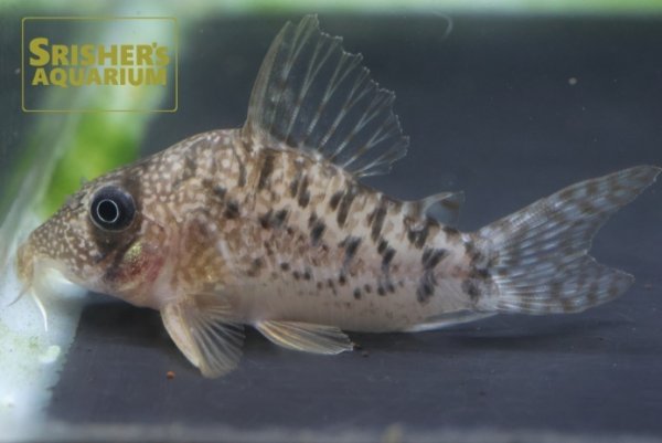 画像2: コリドラス　タイガーアンチェスター　WILD