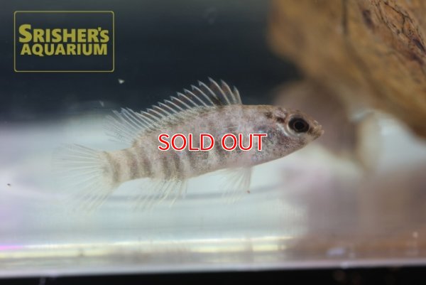 画像5: クリムゾンスポッテッドバジス（フレームドット）